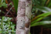 <strong>Euphorbiaceae - Acalypha integrifolia - Willd.</strong><br />© Sarrailh Jean-Michel / CIRAD