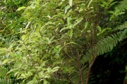 <strong>Euphorbiaceae - Acalypha integrifolia - Willd.</strong><br />© Sarrailh Jean-Michel / CIRAD