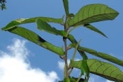 <strong>Euphorbiaceae - Acalypha integrifolia - Willd.</strong><br />© Sarrailh Jean-Michel / CIRAD