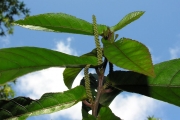 <strong>Euphorbiaceae - Acalypha integrifolia - Willd.</strong><br />© Sarrailh Jean-Michel / CIRAD