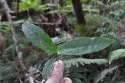 <strong>Euphorbiaceae - Acalypha integrifolia - Willd.</strong><br />© Sarrailh Jean-Michel / CIRAD