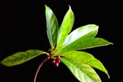 <strong>Rubiaceae - Antirhea borbonica - J.F.Gmel.</strong><br />© Sarrailh Jean-Michel / CIRAD