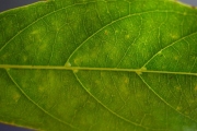 <strong>Rubiaceae - Antirhea borbonica - J.F.Gmel.</strong><br />© Sarrailh Jean-Michel / CIRAD