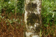 <strong>Rubiaceae - Antirhea borbonica - J.F.Gmel.</strong><br />© Sarrailh Jean-Michel / CIRAD