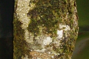 <strong>Rubiaceae - Antirhea borbonica - J.F.Gmel.</strong><br />© Sarrailh Jean-Michel / CIRAD