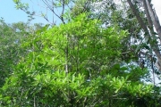 <strong>Rubiaceae - Antirhea borbonica - J.F.Gmel.</strong><br />© Sarrailh Jean-Michel / CIRAD