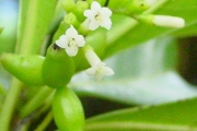 <strong>Rubiaceae - Antirhea borbonica - J.F.Gmel.</strong><br />© Sarrailh Jean-Michel / CIRAD