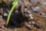 <strong>Rubiaceae - Antirhea borbonica - J.F.Gmel.</strong><br />© Sarrailh Jean-Michel / CIRAD