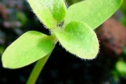 <strong>Rubiaceae - Antirhea borbonica - J.F.Gmel.</strong><br />© Sarrailh Jean-Michel / CIRAD