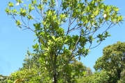 <strong>Rubiaceae - Antirhea borbonica - J.F.Gmel.</strong><br />© Sarrailh Jean-Michel / CIRAD