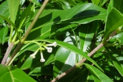 <strong>Rubiaceae - Antirhea borbonica - J.F.Gmel.</strong><br />© Sarrailh Jean-Michel / CIRAD