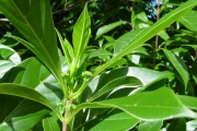 <strong>Rubiaceae - Antirhea borbonica - J.F.Gmel.</strong><br />© Sarrailh Jean-Michel / CIRAD
