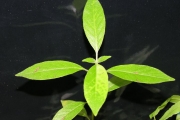 <strong>Rubiaceae - Antirhea borbonica - J.F.Gmel.</strong><br />© Sarrailh Jean-Michel / CIRAD