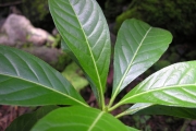 <strong>Rubiaceae - Antirhea borbonica - J.F.Gmel.</strong><br />© Sarrailh Jean-Michel / CIRAD