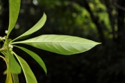 <strong>Rubiaceae - Antirhea borbonica - J.F.Gmel.</strong><br />© Sarrailh Jean-Michel / CIRAD