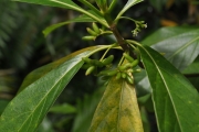 <strong>Rubiaceae - Antirhea borbonica - J.F.Gmel.</strong><br />© Sarrailh Jean-Michel / CIRAD
