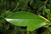 <strong>Rubiaceae - Antirhea borbonica - J.F.Gmel.</strong><br />© Sarrailh Jean-Michel / CIRAD