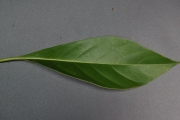 <strong>Rubiaceae - Antirhea borbonica - J.F.Gmel.</strong><br />© Sarrailh Jean-Michel / CIRAD