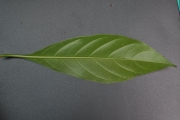 <strong>Rubiaceae - Antirhea borbonica - J.F.Gmel.</strong><br />© Sarrailh Jean-Michel / CIRAD