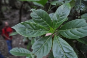 <strong>Rubiaceae - Antirhea borbonica - J.F.Gmel.</strong><br />© Sarrailh Jean-Michel / CIRAD