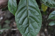 <strong>Rubiaceae - Antirhea borbonica - J.F.Gmel.</strong><br />© Sarrailh Jean-Michel / CIRAD