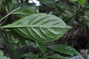 <strong>Rubiaceae - Antirhea borbonica - J.F.Gmel.</strong><br />© Sarrailh Jean-Michel / CIRAD