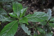 <strong>Rubiaceae - Antirhea borbonica - J.F.Gmel.</strong><br />© Sarrailh Jean-Michel / CIRAD