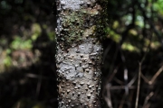 <strong>Rubiaceae - Antirhea borbonica - J.F.Gmel.</strong><br />© Sarrailh Jean-Michel / CIRAD