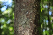 <strong>Rubiaceae - Antirhea borbonica - J.F.Gmel.</strong><br />© Sarrailh Jean-Michel / CIRAD