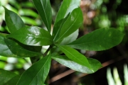 <strong>Rubiaceae - Antirhea borbonica - J.F.Gmel.</strong><br />© Sarrailh Jean-Michel / CIRAD