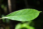 <strong>Rubiaceae - Antirhea borbonica - J.F.Gmel.</strong><br />© Sarrailh Jean-Michel / CIRAD