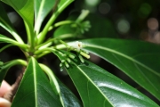 <strong>Rubiaceae - Antirhea borbonica - J.F.Gmel.</strong><br />© Sarrailh Jean-Michel / CIRAD