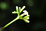 <strong>Rubiaceae - Antirhea borbonica - J.F.Gmel.</strong><br />© Sarrailh Jean-Michel / CIRAD
