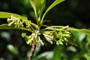<strong>Rubiaceae - Antirhea borbonica - J.F.Gmel.</strong><br />© Sarrailh Jean-Michel / CIRAD