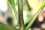 <strong>Rubiaceae - Antirhea borbonica - J.F.Gmel.</strong><br />© Sarrailh Jean-Michel / CIRAD