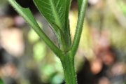 <strong>Rubiaceae - Antirhea borbonica - J.F.Gmel.</strong><br />© Sarrailh Jean-Michel / CIRAD