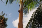 <strong>Arecaceae - Acanthophoenix rubra - (Bory) H.Wendl.</strong><br />© Sarrailh Jean-Michel / CIRAD