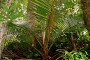 <strong>Arecaceae - Acanthophoenix rubra - (Bory) H.Wendl.</strong><br />© Sarrailh Jean-Michel / CIRAD
