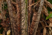 <strong>Arecaceae - Acanthophoenix rubra - (Bory) H.Wendl.</strong><br />© Sarrailh Jean-Michel / CIRAD