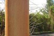 <strong>Arecaceae - Acanthophoenix rubra - (Bory) H.Wendl.</strong><br />© Sarrailh Jean-Michel / CIRAD