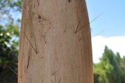 <strong>Arecaceae - Acanthophoenix rubra - (Bory) H.Wendl.</strong><br />© Sarrailh Jean-Michel / CIRAD