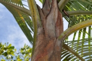 <strong>Arecaceae - Acanthophoenix rubra - (Bory) H.Wendl.</strong><br />© Sarrailh Jean-Michel / CIRAD