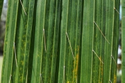 <strong>Arecaceae - Acanthophoenix rubra - (Bory) H.Wendl.</strong><br />© Sarrailh Jean-Michel / CIRAD