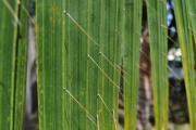 <strong>Arecaceae - Acanthophoenix rubra - (Bory) H.Wendl.</strong><br />© Sarrailh Jean-Michel / CIRAD