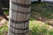 <strong>Arecaceae - Acanthophoenix rubra - (Bory) H.Wendl.</strong><br />© Sarrailh Jean-Michel / CIRAD
