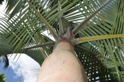 <strong>Arecaceae - Acanthophoenix rubra - (Bory) H.Wendl.</strong><br />© Sarrailh Jean-Michel / CIRAD