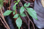 <strong>Sapindaceae - Allophylus borbonicus - (J.F.Gmel.) F.Friedmann</strong><br />© Sarrailh Jean-Michel / CIRAD