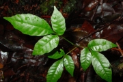 <strong>Sapindaceae - Allophylus borbonicus - (J.F.Gmel.) F.Friedmann</strong><br />© Sarrailh Jean-Michel / CIRAD