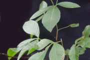 <strong>Sapindaceae - Allophylus borbonicus - (J.F.Gmel.) F.Friedmann</strong><br />© Sarrailh Jean-Michel / CIRAD