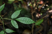 <strong>Sapindaceae - Allophylus borbonicus - (J.F.Gmel.) F.Friedmann</strong><br />© Sarrailh Jean-Michel / CIRAD